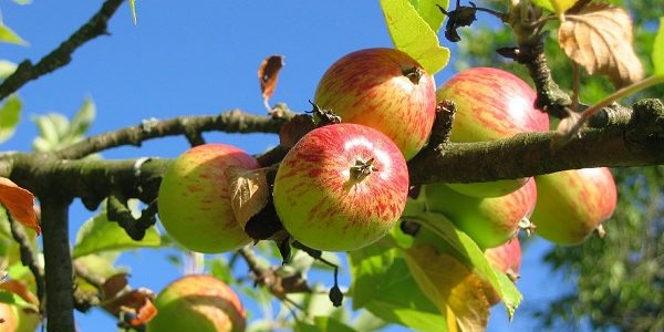 Warneford Apple Day 2017