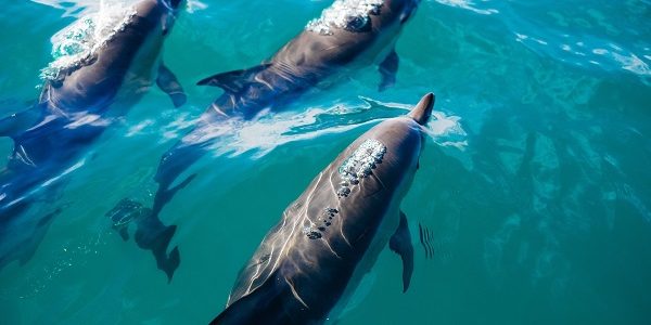 Dolphin brains show signs of Alzheimer’s Disease